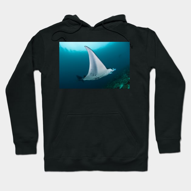 Manta ray (C002/9079) Hoodie by SciencePhoto